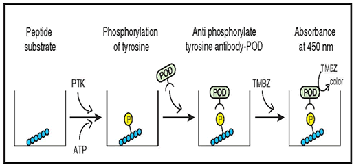 Universal Tyrosine Kinase Assay Kit MK410 - Antibodies and ELISA - Takara Bio