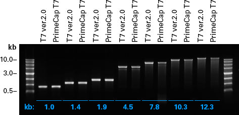 PrimeCap™ T7 RNA Polymerase (low dsRNA), HQ 2561A - mRNA and cDNA synthesis - Takara Bio