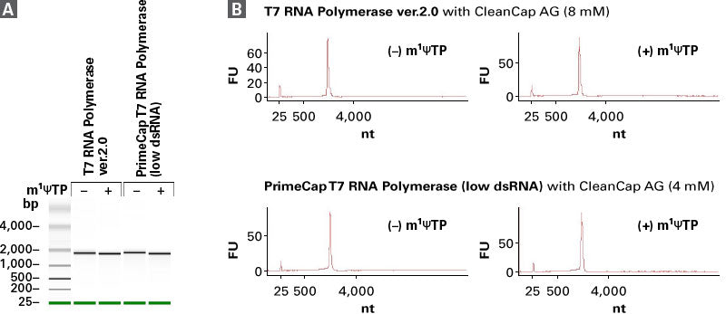 PrimeCap™ T7 RNA Polymerase (low dsRNA), HQ 2561A - mRNA and cDNA synthesis - Takara Bio