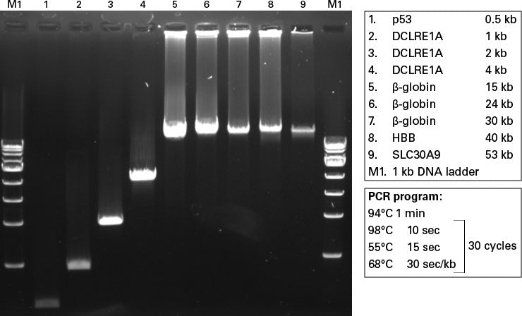 PrimeSTAR® LongSeq DNA Polymerase R055B - PCR - Takara Bio