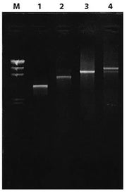 Premix Taq™ DNA Polymerase (TaKaRa Taq™ Version 2.0) R004A - PCR - Takara Bio