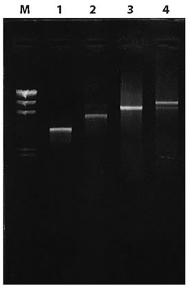 Premix Taq™ DNA Polymerase (TaKaRa Taq™ Version 2.0) R004A - PCR - Takara Bio