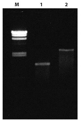Premix Taq™ DNA Polymerase (TaKaRa Taq™ Version 2.0) R004A - PCR - Takara Bio