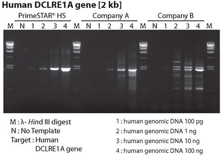PrimeSTAR® HS DNA Polymerase (premix) R040A - PCR - Takara Bio
