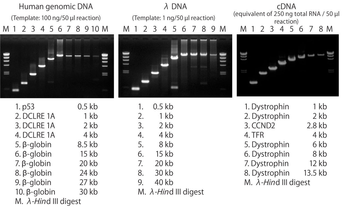 PrimeSTAR® GXL DNA Polymerase R050B - PCR - Takara Bio