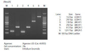 TaKaRa EpiTaq™ HS (for bisulfite-treated DNA) R110B - Gene function - Takara Bio