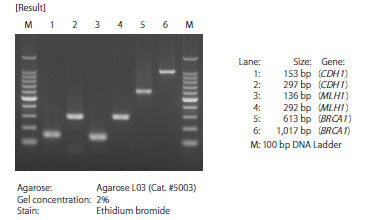 TaKaRa EpiTaq™ HS (for bisulfite-treated DNA) R110B - Gene function - Takara Bio