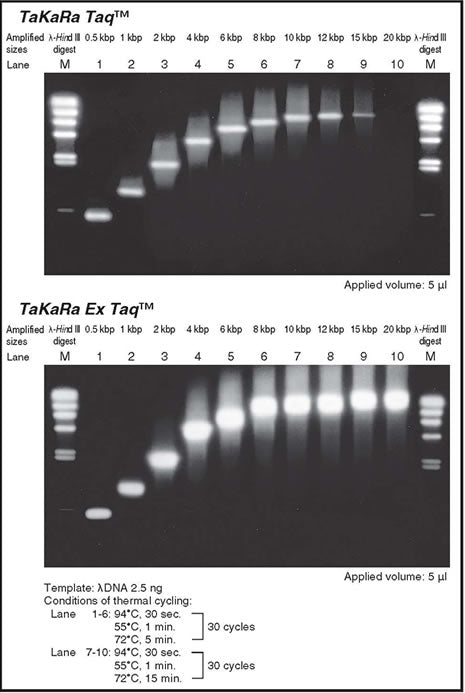 TaKaRa Ex Taq® DNA Polymerase RR001C - PCR - Takara Bio