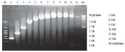 TaKaRa LA Taq® DNA Polymerase (Mg2+ plus buffer) RR002M - PCR - Takara Bio