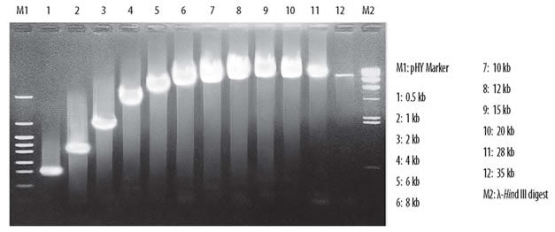 TaKaRa LA Taq® DNA Polymerase (Mg2+ plus buffer) RR002M - PCR - Takara Bio