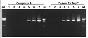 Premix Ex Taq™ DNA Polymerase Hot Start Version RR030A - PCR - Takara Bio