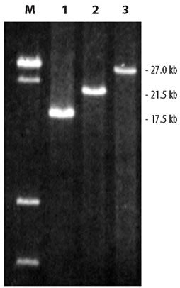 LA PCR™ Kit, Version 2.1 RR013B - PCR - Takara Bio