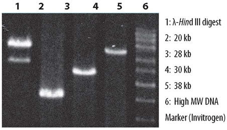 LA PCR™ Kit, Version 2.1 RR013B - PCR - Takara Bio