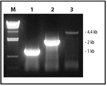PrimeScript™ One Step RT-PCR Kit, Ver.2 (Dye Plus) RR057B - mRNA and cDNA synthesis - Takara Bio