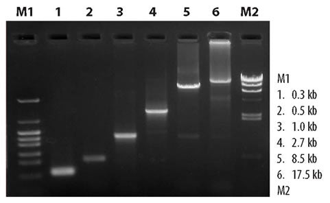 SpeedSTAR™ HS DNA Polymerase RR070B - PCR - Takara Bio