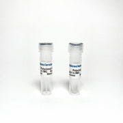 Phospho-Tau Thr217 (p-tau217) Polyclonal Antibody for ELISA, Western Blot and IHC TBS10021-0.1mg - Antibodies - TriBioScience