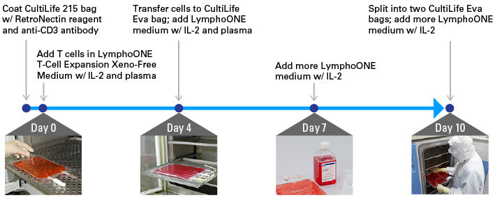 LymphoONE® T-Cell Expansion Xeno-Free GMP Grade Medium (Prototype) Y20100 - Gene function - Takara Bio