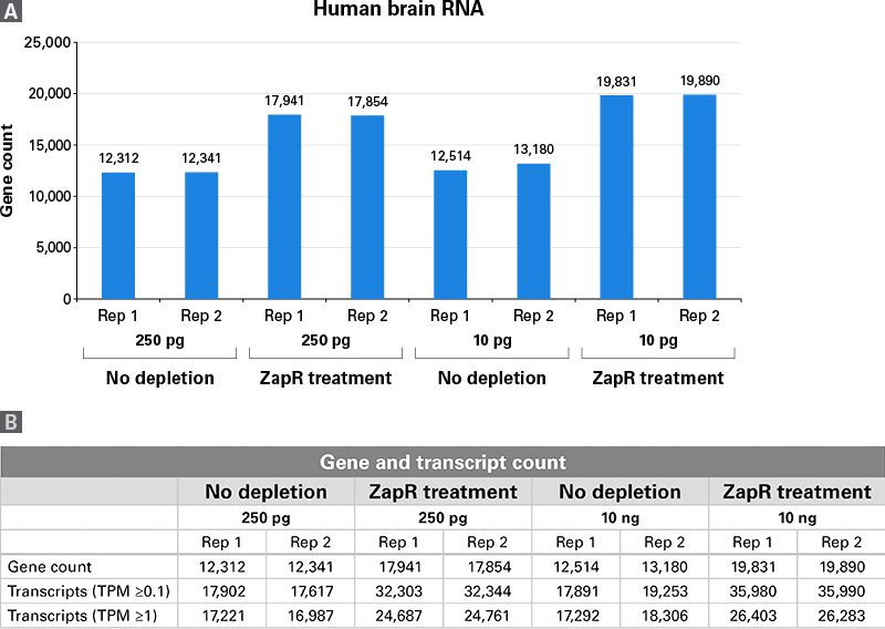 SMART-Seq® Total RNA Library Prep with ZapR® Depletion 634359 - Next-generation sequencing - Takara Bio