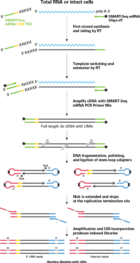 SMART-Seq® mRNA LP (with UMIs) 634766 - Next-generation sequencing - Takara Bio