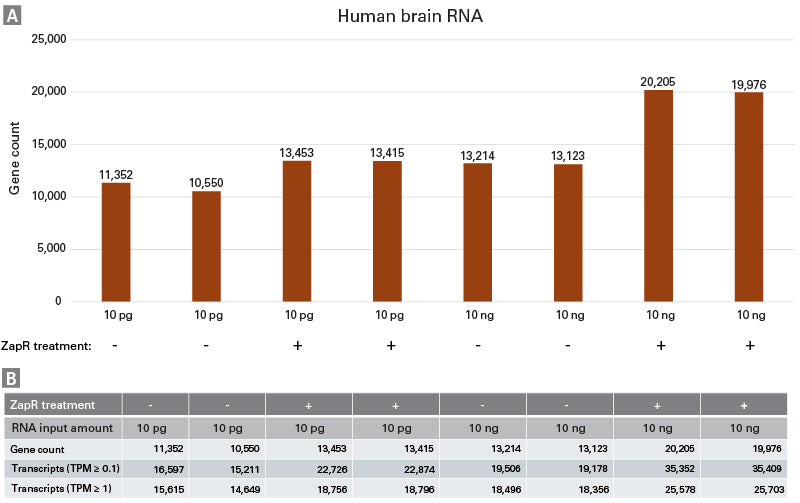 SMART-Seq® Total RNA Single Cell Library Prep with ZapR® Depletion 634362 - Next-generation sequencing - Takara Bio