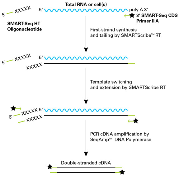 SMART-Seq® mRNA HT 634796 - Next-generation sequencing - Takara Bio