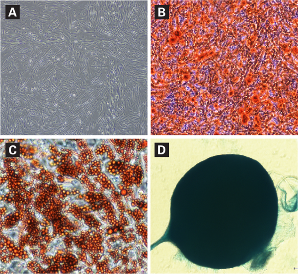 Cellartis® MSC Xeno-Free GMP Grade Culture Medium Y50210 - Stem cell research - Takara Bio