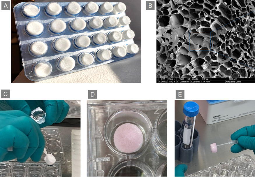 Lenti-X™ Transduction Sponge 631478 - Gene function - Takara Bio