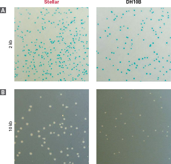 Stellar™ Competent Cells (96-well plate) 636767 - Cloning - Takara Bio