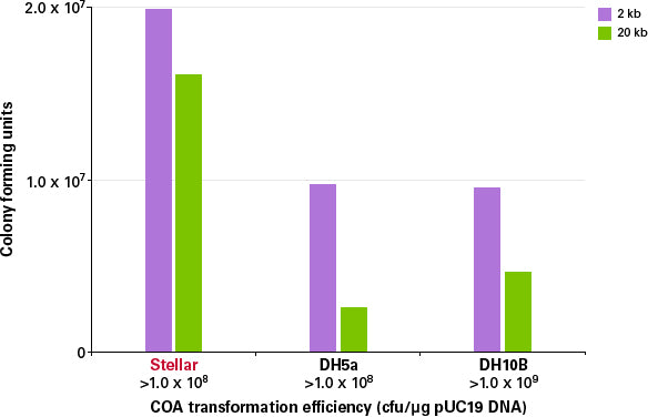 Stellar™ Competent Cells (96-well plate) 636767 - Cloning - Takara Bio