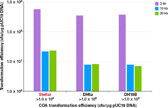 Stellar™ Competent Cells (96-well plate) 636767 - Cloning - Takara Bio