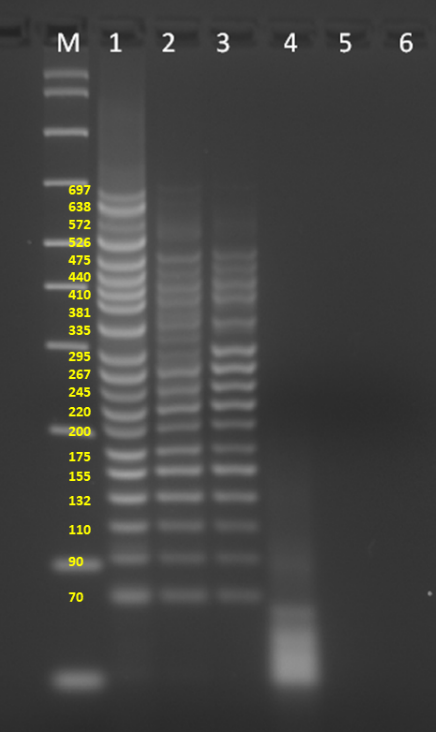 SuperPlex™ Premix 638543 - PCR - Takara Bio