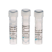 T7 R&DNA Polymerase D7P9205K - Molecular biology enzymes - Biosearch Technologies