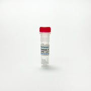 Brefeldin A, Inhibits intracellular transport TBI1071 - Biochemical Inhibitors - TriBioScience