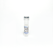 Amyloid B-Peptide (1-42)/Aβ42 (Human) TBP0001-0.5MG - Protein & Peptide - TriBioScience