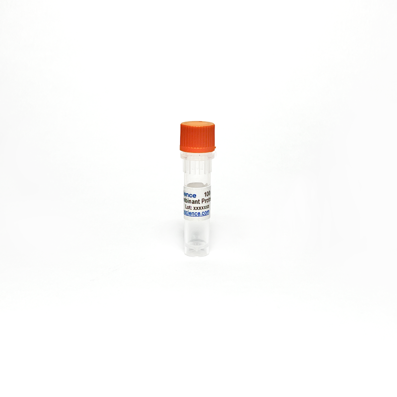 Human Nicotinamide N-Methyltransferase / NNMT Recombinant Protein, Bioactive TBP0002-20UG - Protein & Peptide - TriBioScience
