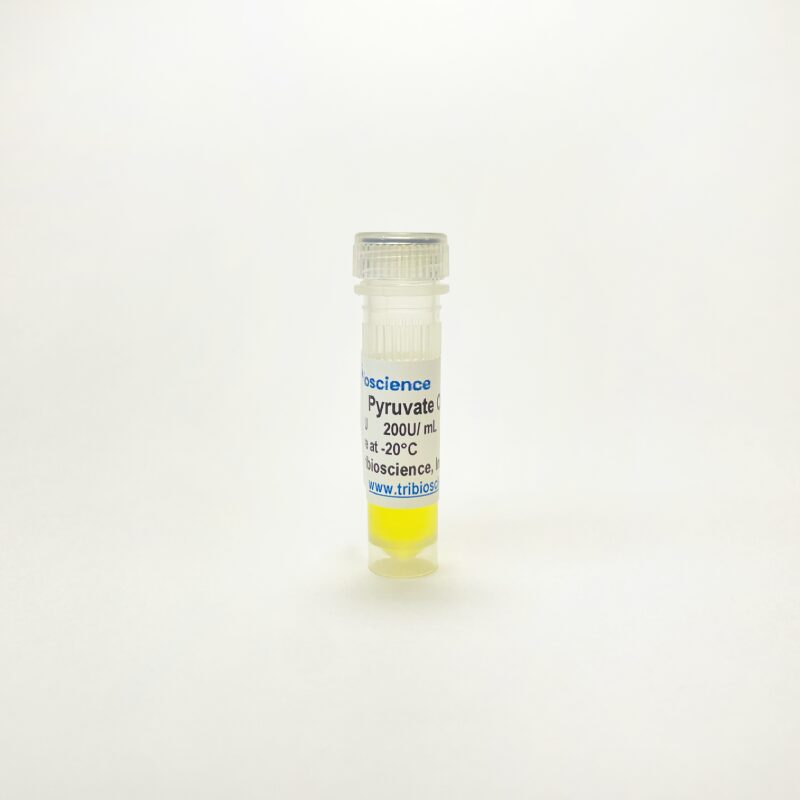 Pyruvate oxidase, Enzyme Activity TBP0041 - Protein & Peptide - TriBioScience