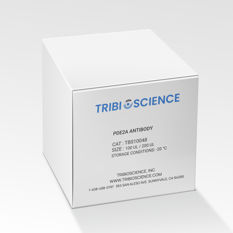 PDE2A Antibody TBS10048-100UL - Antibodies - TriBioScience