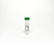 Anti-Iba1 Antibody Monoclonal Antibody TBS10075-0.1MG - Antibodies - TriBioScience