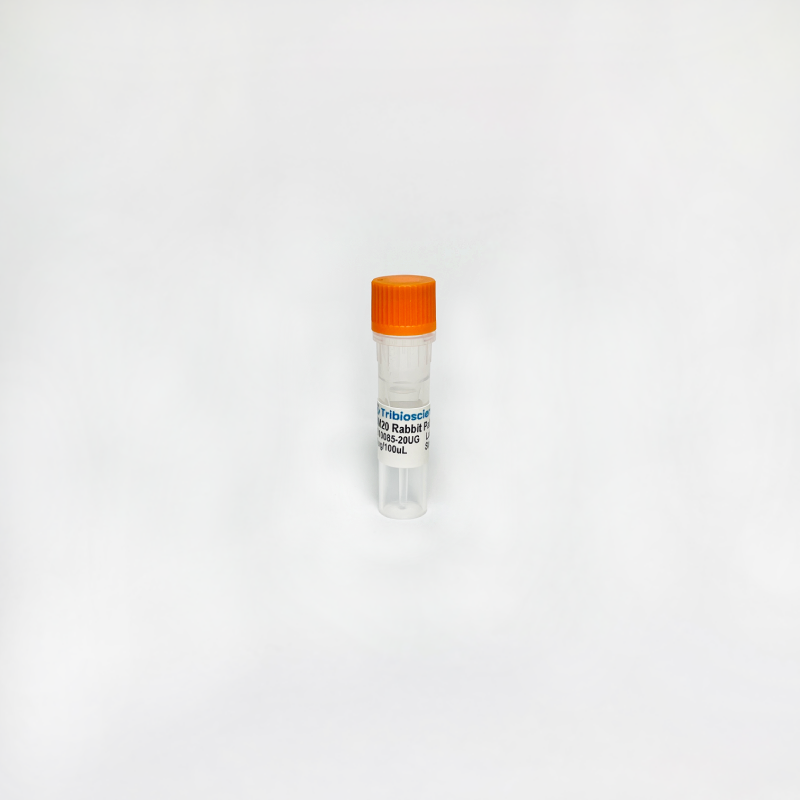 RBM20 Rabbit Polyclonal Antibody TBS10085-20UG - Antibodies - TriBioScience