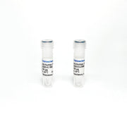 Monoclonal Antibody to Human IFN-Gamma TBS134203-0.1MG - Antibodies - TriBioScience