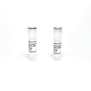 Monoclonal Antibody to Human IFN-Gamma TBS134205-0.1MG - Antibodies - TriBioScience