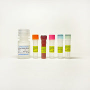 Catalase Assay TBS2006 - Life Science - TriBioScience