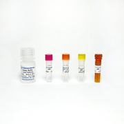 AMP Colorimetric Assay TBS2079-100 - Life Science - TriBioScience