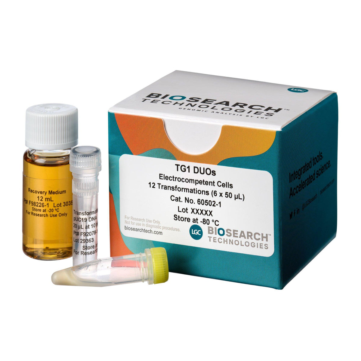 TG1 Electrocompetent Cells COMCEL-014 - Competent cells for transformation - Biosearch Technologies