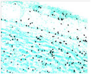 STEM123™ Y40420 - Antibodies and ELISA - Takara Bio