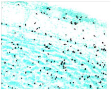 STEM123™ Y40420 - Antibodies and ELISA - Takara Bio