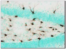 STEM123™ Y40420 - Antibodies and ELISA - Takara Bio