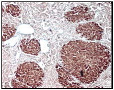 STEM123™ Y40420 - Antibodies and ELISA - Takara Bio
