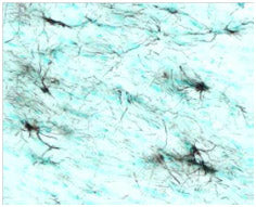 STEM123™ Y40420 - Antibodies and ELISA - Takara Bio