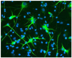 STEM123™ Y40420 - Antibodies and ELISA - Takara Bio